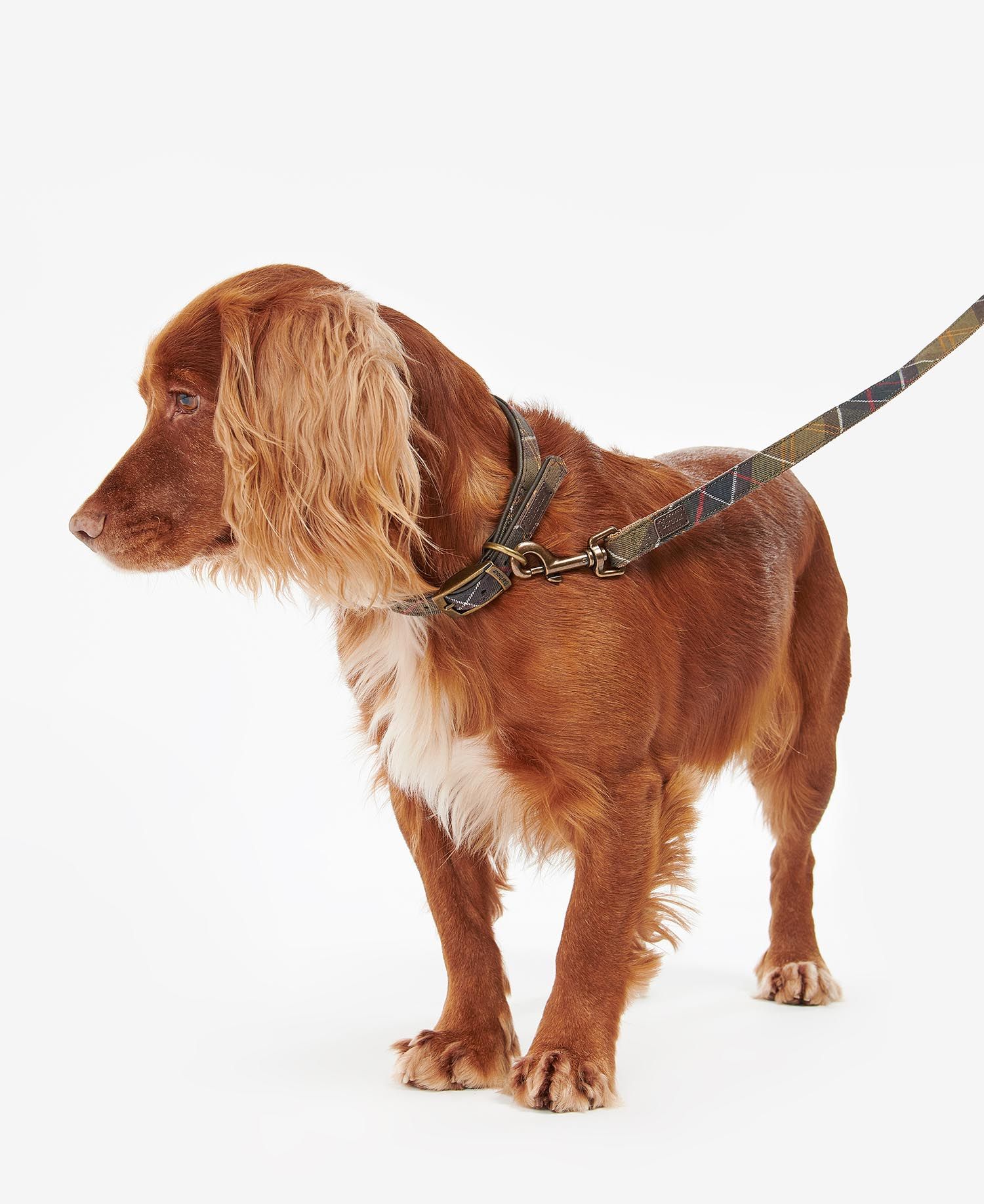 Tartan Webbing Dog Lead - Classic Tartan