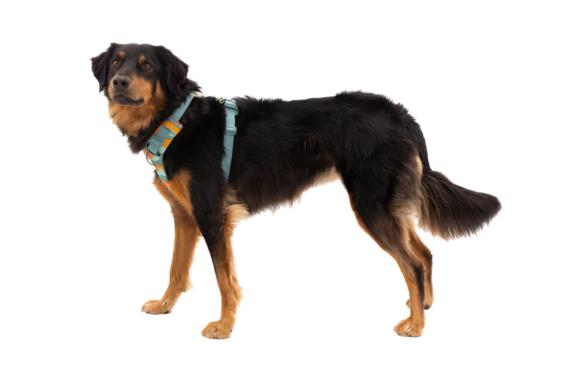 Front Range® Dog Harness - River Rock Green